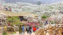 Gwangyang Maewha Flower and Jeonju Hanok Village 1 day trip from Seoul