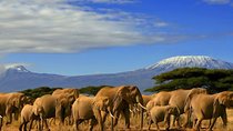 3 days, 2 nights safari to Amboseli National park from Nairobi