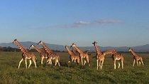 12 days Kenya and Tanzania safari private lodge from Nairobi 