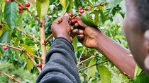 Nairobi Coffee Farm and Factory Tour