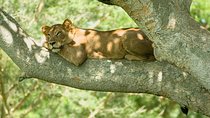 3 Days Group Safari To Queen Elizabeth Park In Uganda.