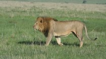 7 Days Big Five Safari , 1Nt Nairobi, 2Nts Amboseli, 1Nt Nakuru and 2Nts Mara