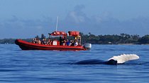 Maui Whale-Watching Tour by Raft from Kihei