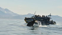 Kaikoura Whale Watch Day Tour from Christchurch including Coastal Pacific Train