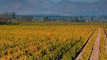 Half Day Trip to Cousiño Macul Vineyard from Santiago - Wine Tasting Included