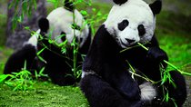 Private Chengdu Day Tour To The Giant Panda Base