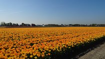 4 hours Private Tour of the flourishing flowerfields by car or minivan 