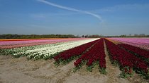 4 hours private tour to the famous colourfull flower fields from Amsterdam