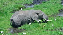 2 Days 1 Night Amboseli National Park With Masai Village Tour