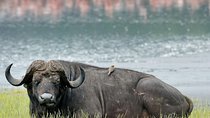 Day trip to lake Nakuru national park