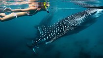 Oslob Whaleshark Watching & Tour in Cebu