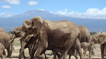 1-Day Amboseli Safari