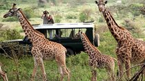 Nairobi National Park Game Drive