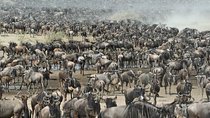 5 Days Mid-range Safari Serengeti, Ngorongoro, lake Manyara and Tarangire