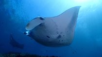 Try Diving in Manta Point - Nusa Penida