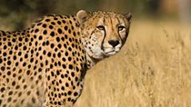 Tented 3-Days Kruger Park Safari from Johannesburg 