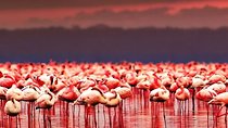 7 Days: Budget Camping Manyara, Ngorongoro,serengeti And Lake Natron