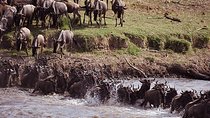 8 Days: Great Migration (tarangire, Serengeti And Ngorongoro Conservation)