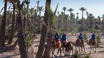 Camel Ride in the Palmeraie of Marrakech