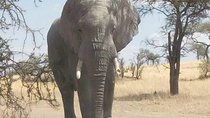 2 Days Tanzania Safari - Lake Manyara and Tarangire National Park