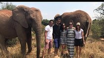 Elephant Walk Guided Tour from Johannesburg 