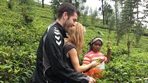 nuwara eliya day tour