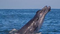Whale Encounter Puerto Vallarta