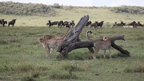 4-Day Nairobi & Maasai Mara Safari 