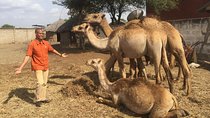 Arusha Snake Park, Camel Ride, Shanga & Arusha Cultural Heritage - Full Day Trip