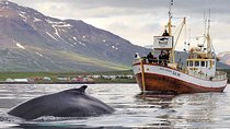 Whale Watching and Sea Angling Tour