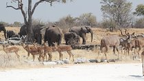 3 Day Etosha National Park Self-Drive Tour (B&B)