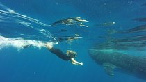 Half Day Whale Shark Tour From Tulum