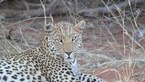 5 Day Namibian Wildlife Self-Drive Safari (D,B&B)