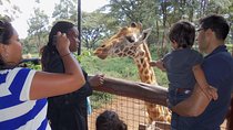 5 Days Family Safari, 1 Night Nairobi, 1 Night Nakuru and 2 Nights Maasai Mara