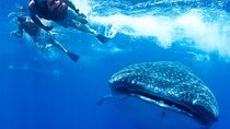 Private Whale shark Ecofriendly tour from Cancun