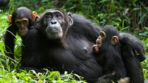 3 Days Kibale National Park Chimpanzee Tracking