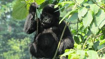 3-Day Gorilla Trekking Budget Safari in Uganda