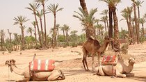 Camel Ride Near To Marrakech