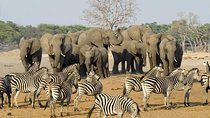 Full Day Chobe National Park Big 5 Safari