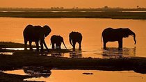 5 Day Chobe National Park Accommodated Tour Safari
