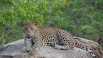Special Leopards safari - Yala National park - 04.30 am to 11.30 am