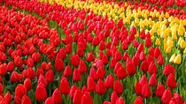 Private Day Trip from Amsterdam to Keukenhof with Entrance Tickets
