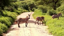 Lake Manyara National Park Day Trip