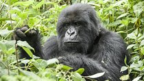 5 days gorillas and chimpanzee tracking