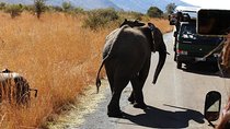 Pilanesberg National Park Full Day Safari From Johannesburg