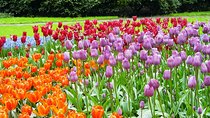Keukenhof and Flower Fields Private Tour from Amsterdam