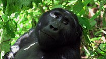 Luxury Gorilla Tracking Safari by Road - 4 Days