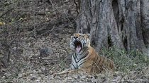 Private Full Day Trip to Ranthambore