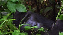 Gorilla & Chimp Tracking Safari - 4 Days