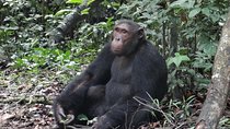 1 day chimpanzee tracking in budongo forest and kaniyo pabidi